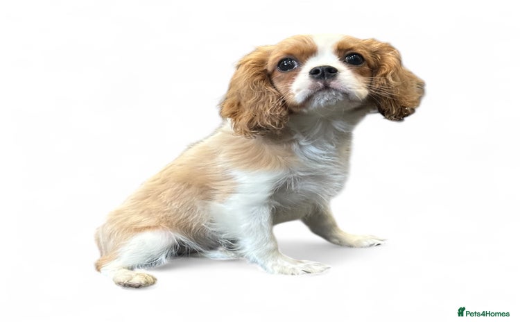 Cavalier King Charles Spaniel dogs - Advert 1