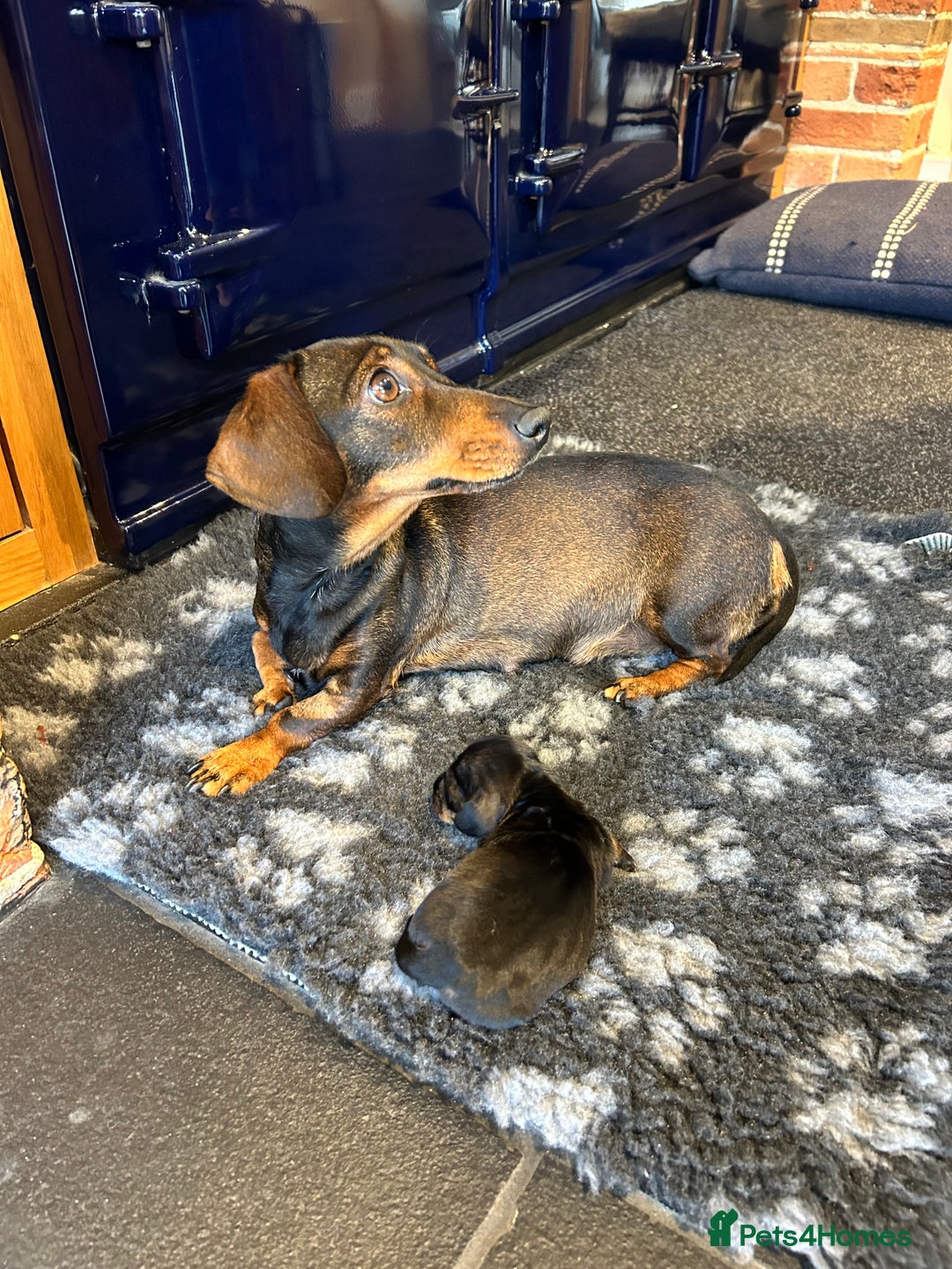 Miniature Dachshund dogs for sale: Miniature Dachshund - Image 7