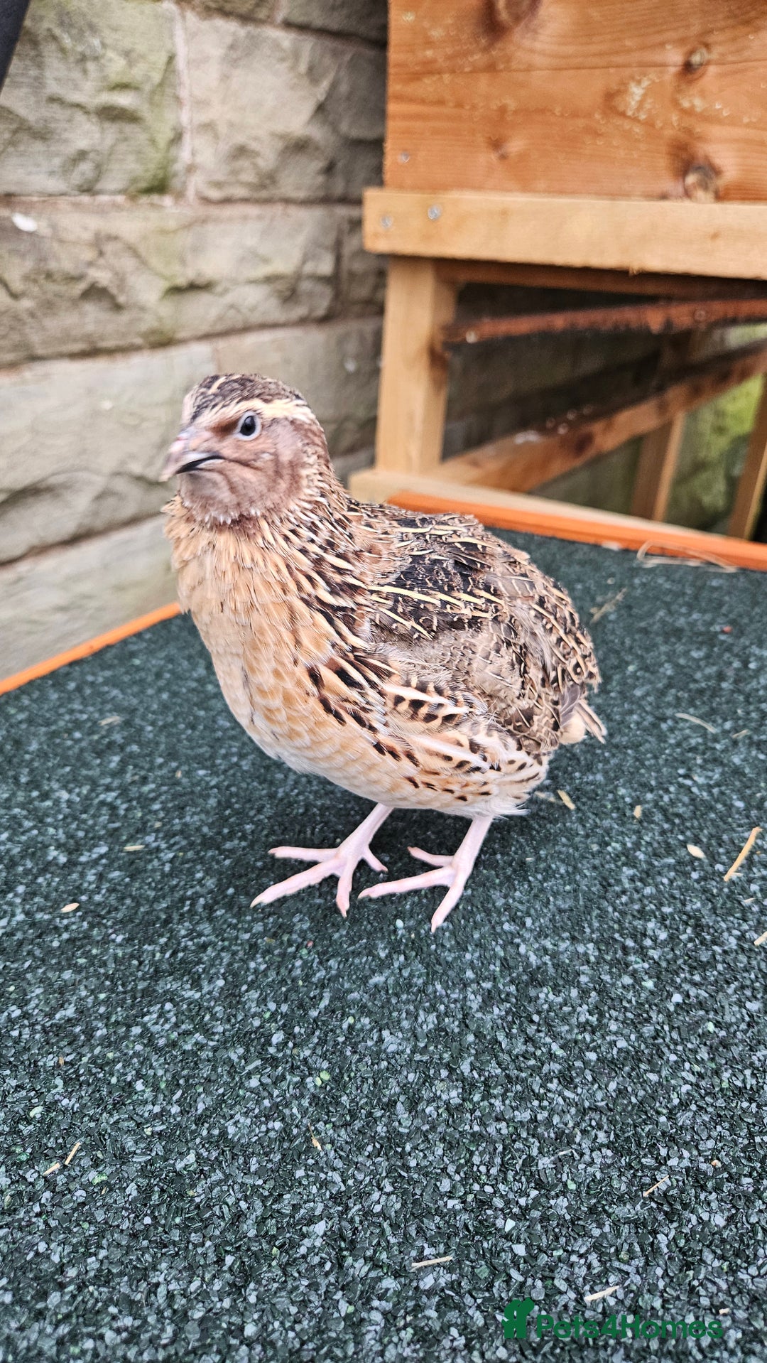 Quail poultry for sale: Japanese Quail – Young Birds Available - Advert 20