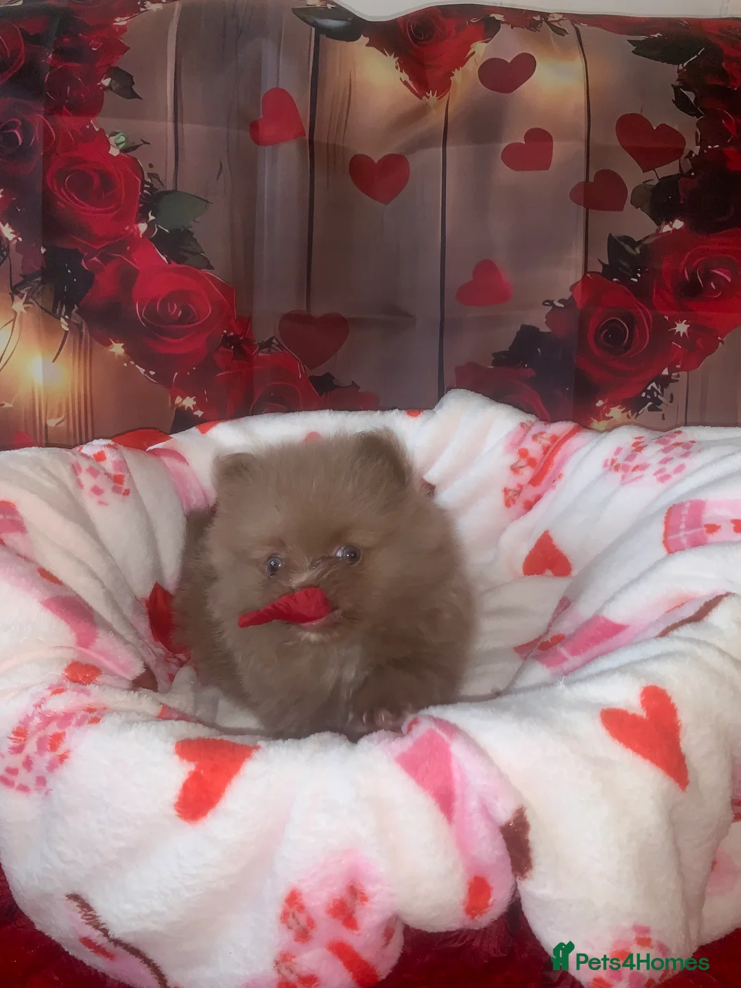 Pomeranian dogs for sale: UNIQUE BEAR FACE POMERANIAN LITTER - Advert 12