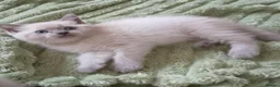 Ragdoll cats for sale: Ragdoll kittens - Advert 8