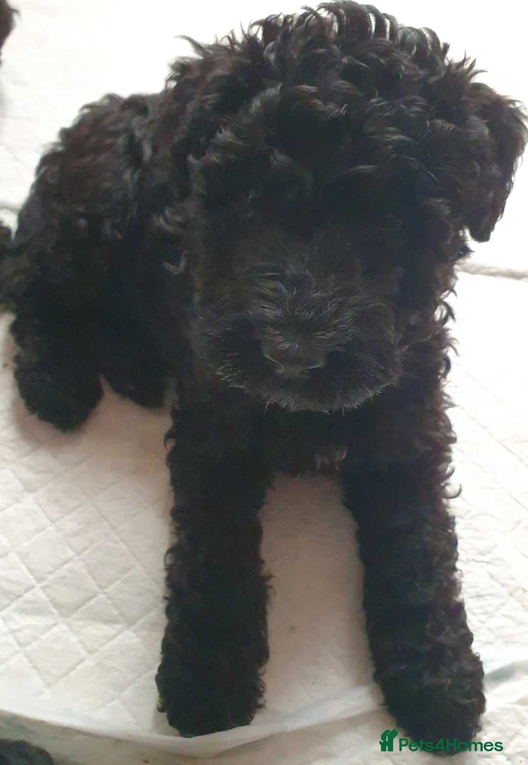 Kerry Blue Terrier dogs for sale: Kerry blue terrier puppies - Advert 27