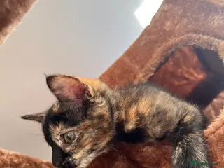 British Shorthair cats Playful kittens - Advert 1