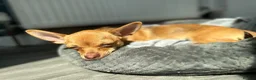 Chihuahua dogs for sale: Lily the 3 year old Chihuahua  - Advert 3