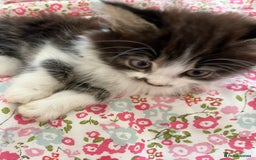 British Shorthair cats for sale: Make kitten aged 12 weeks .  - Image 1