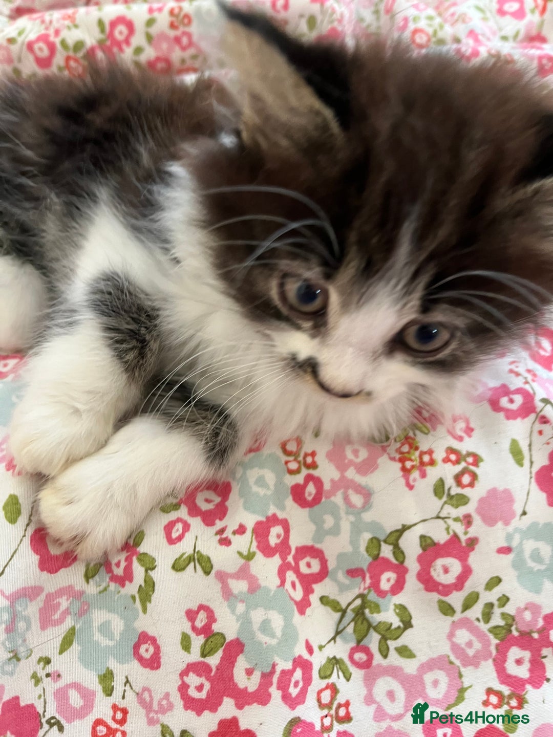 British Shorthair cats for sale: Make kitten aged 12 weeks .  - Image 1