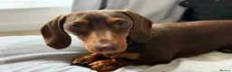 Dachshund dogs for sale: Winnie  in Middlesbrough - Advert 3