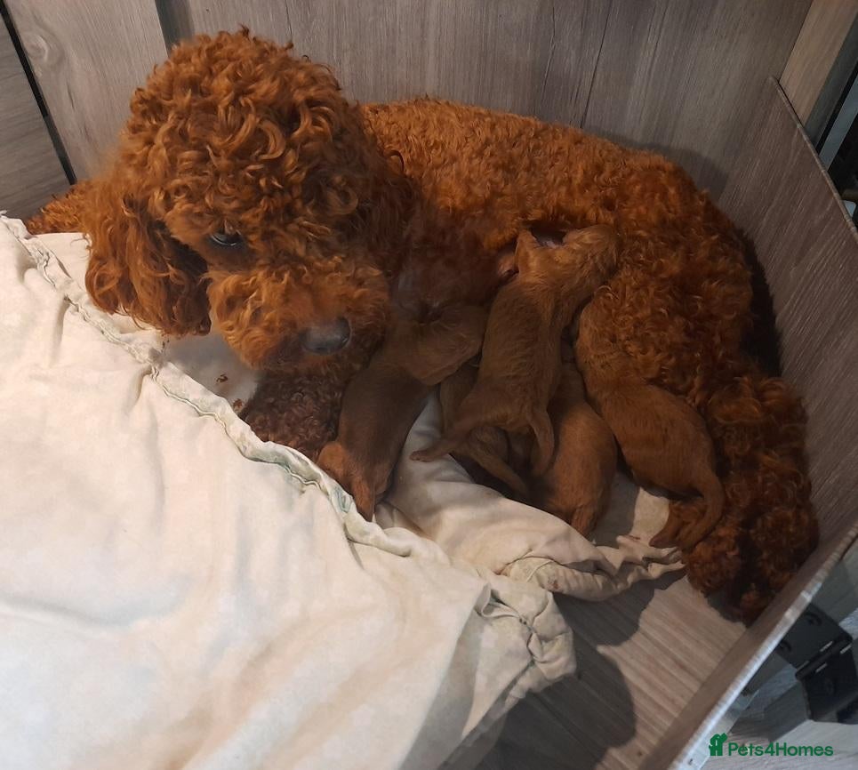 Toy Poodle dogs for sale: Tiny Toy Poodle Personalities, One Girl & One Girl - Advert 4