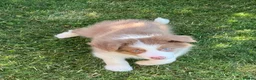 Border Collie dogs for sale: KC Registered, Health tested, Fully Vaccinated  - Advert 15