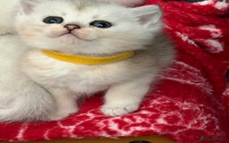 British Shorthair cats for sale: Stunning BSH golden silver kittens TICA - Image 5