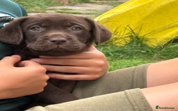 Labrador Retriever dogs for sale: KC reg Labrador puppies handled by children  - Image 17