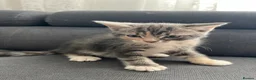 Mixed Breed cats for sale: 4 beautiful kittens  - Advert 14
