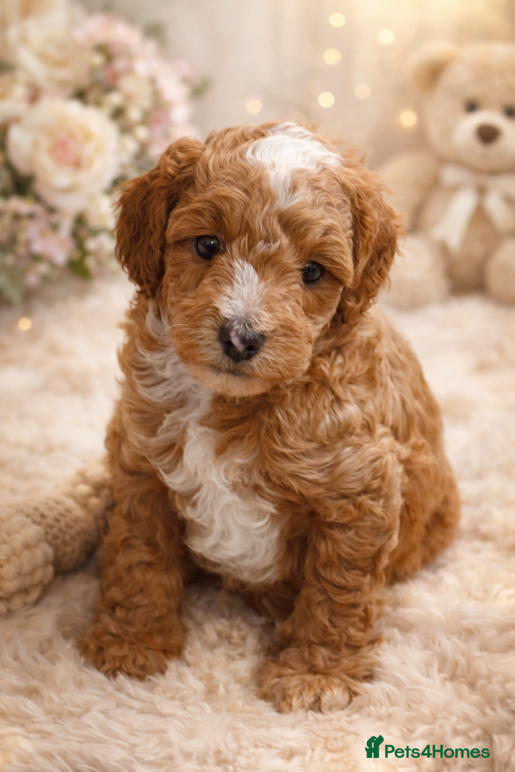 Cavapoo dogs Adorable Cavapoo pups *ready now* - Advert 1