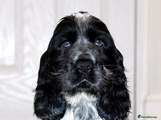 Cocker Spaniel dogs KC registered Show Cocker Spaniel - Advert 4
