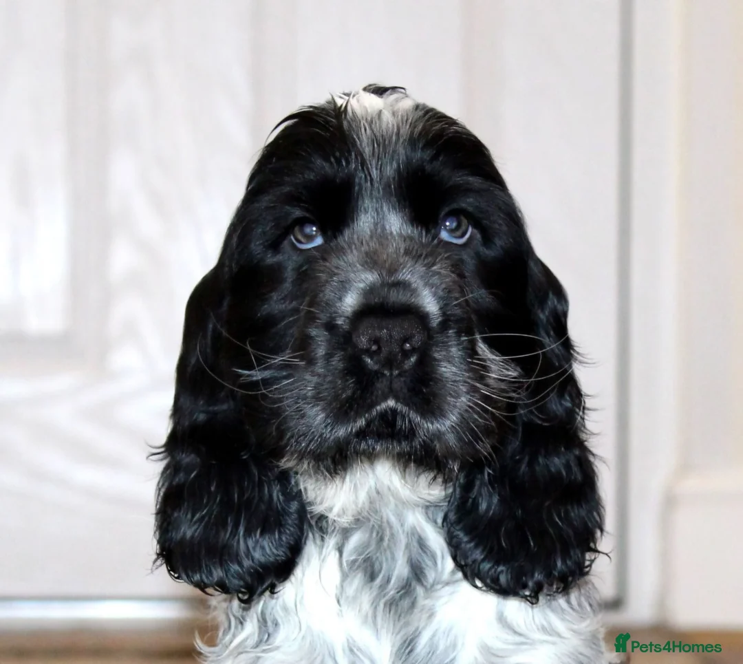 Cocker Spaniel dogs for sale: KC registered Cocker Spaniel.  - Advert 3