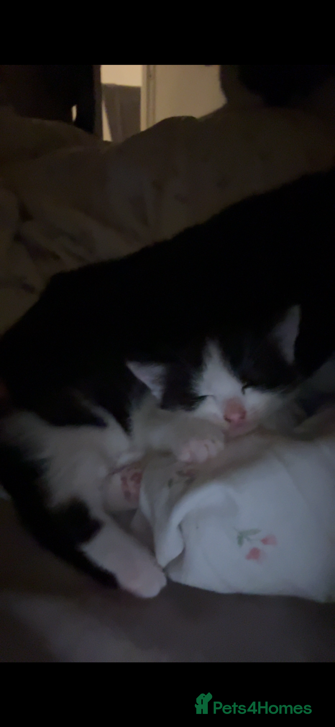 Mixed Breed cats for sale: 2 adorable kittens looking for their forever home - Advert 3