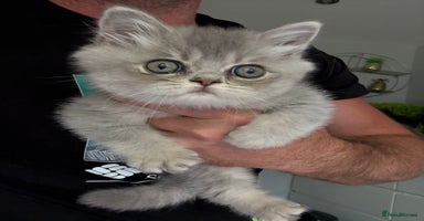 British Shorthair cats - Advert 12