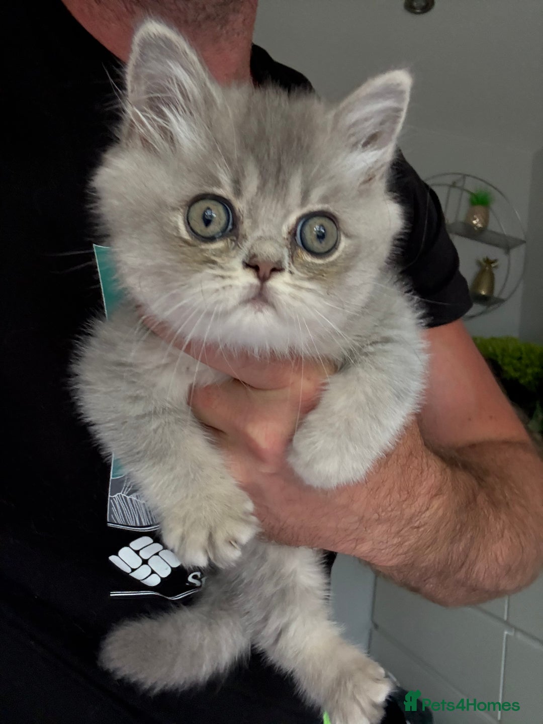 British Shorthair cats for sale: BSH x SF show quality kittens (REDUCED) - Image 1