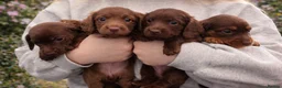 Miniature Dachshund dogs for stud: Stunning L/H mini cream X2 intensity KCreg proven  - Advert 6