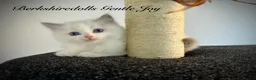 Ragdoll cats for sale: Gorgeous kittens with true ragdoll character - Advert 25