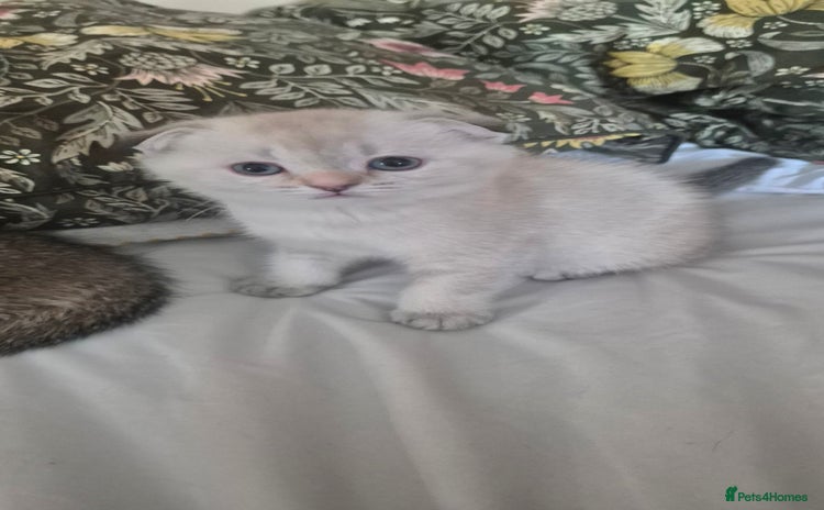 Scottish Fold cats - Advert 16