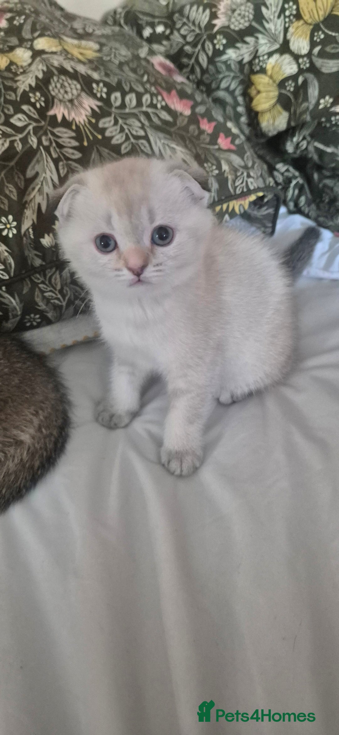 Scottish Fold cats for sale: Beautiful Girl ready to go - Image 1
