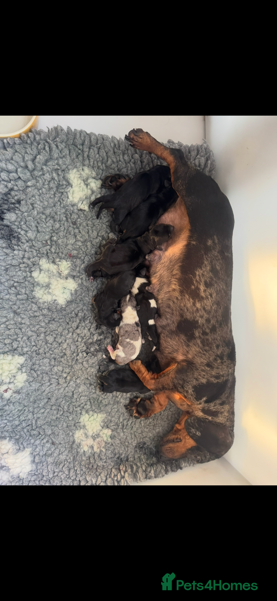Miniature Dachshund dogs for sale: Miniature smooth dachshund puppies  - Image 2