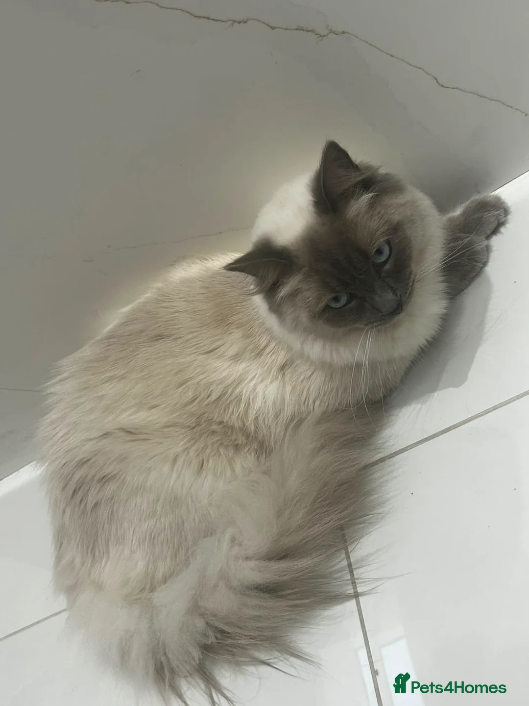 Ragdoll cats for sale: Beautiful 1-Year-Old Male Ragdoll (Joji) – (E6) - Advert 2
