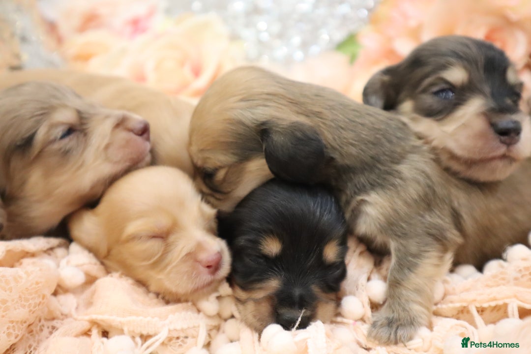 Miniature Dachshund dogs for sale: KC Longhair Miniature Dachshund Puppies - Image 31