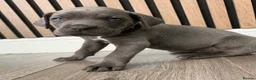 Cane Corso dogs for sale: Full Cane Corso Puppies -Blue/Grey & Black & White - Advert 13