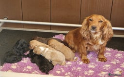 Cockapoo dogs for sale: F1 RARE COLOUR HEALTH TESTED COCKAPOOS FOR SALE - Image 2