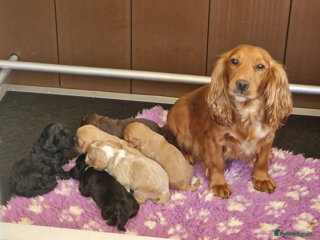 Cockapoo dogs for sale: F1 RARE COLOUR HEALTH TESTED COCKAPOOS FOR SALE - Image 2