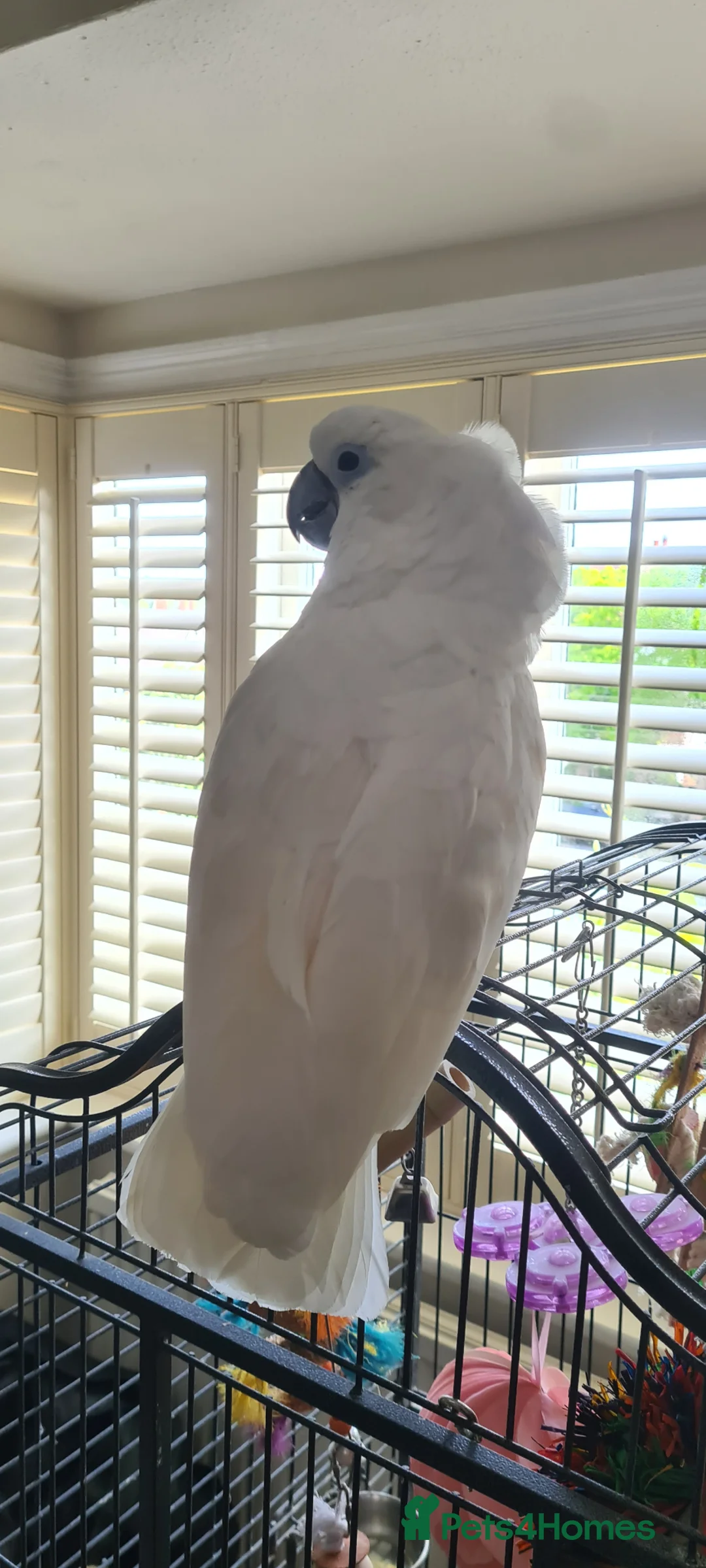 Parrots birds for sale: Unbrella Cockatoo  in Chesham - Advert 2