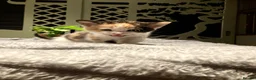 Mixed Breed cats for sale: KITTENS! Batch of Cuties for sale in Basinsgtoke - Advert 8