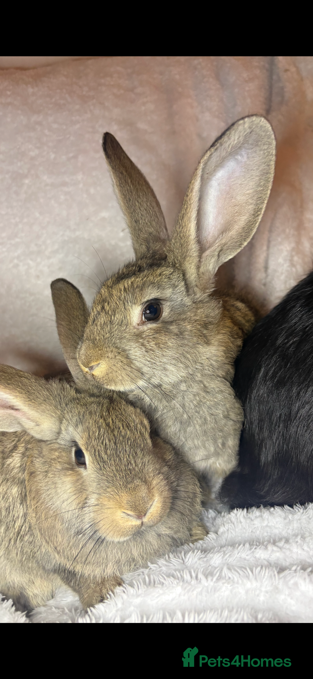 Continental Giant rabbits for sale: Beautiful continental giant baby rabbits ready  - Advert 10