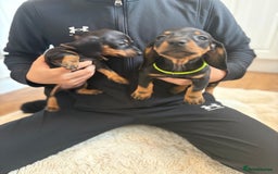 Miniature Dachshund dogs for sale: Miniature dachshund  - Image 4