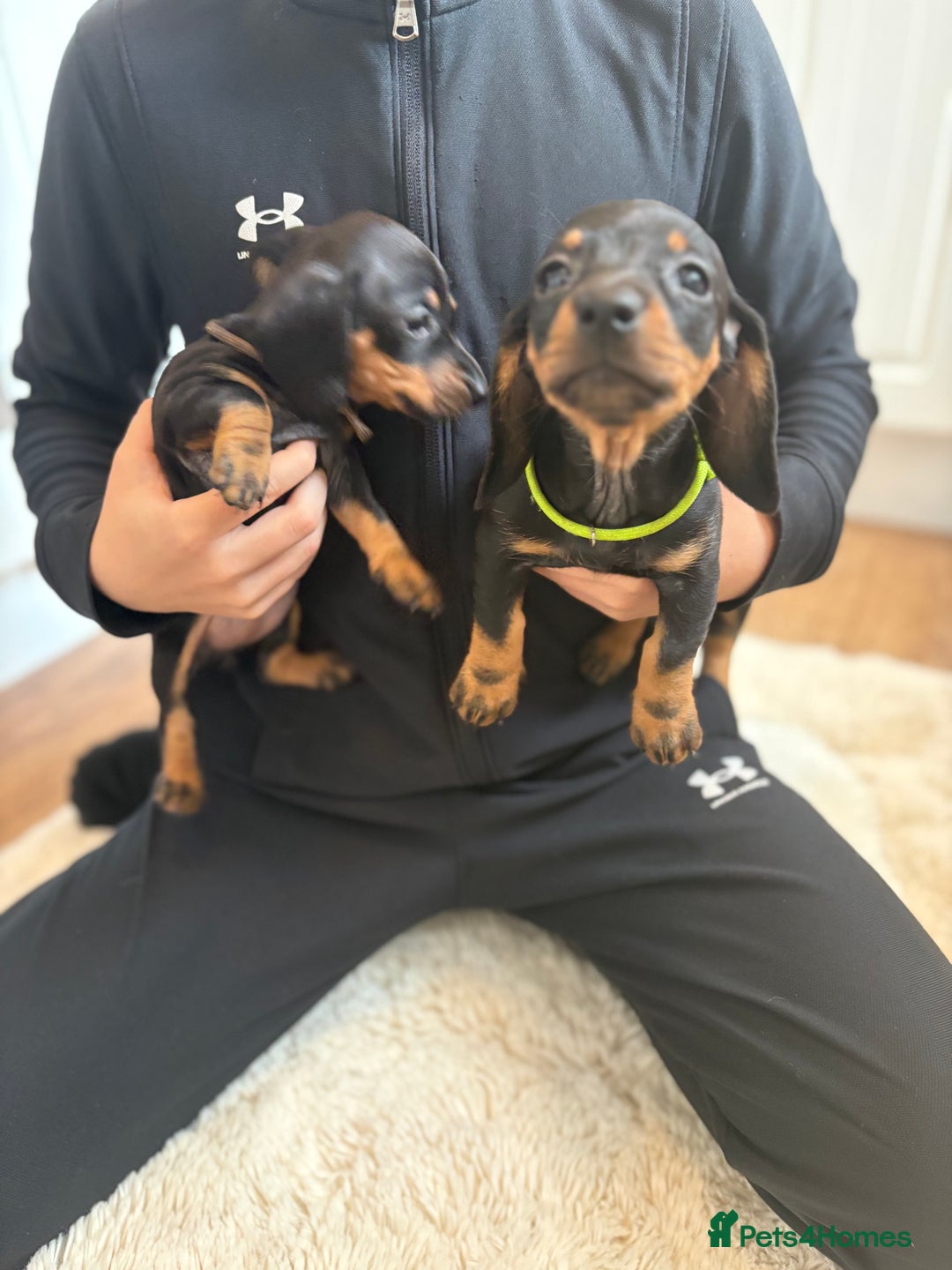 Miniature Dachshund dogs for sale: Miniature dachshund  - Image 4