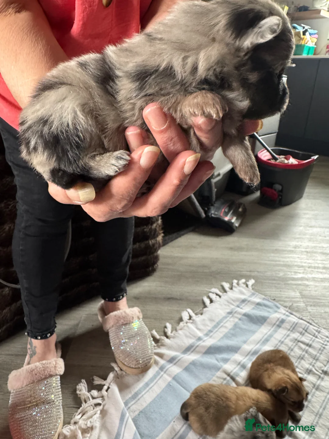 Pomeranian dogs for sale: Pomeranian in Stockport - Advert 10