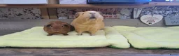 Guinea Pig rodents for sale: Two Girl Guinea pigs - Leeds LS27  - Advert 4