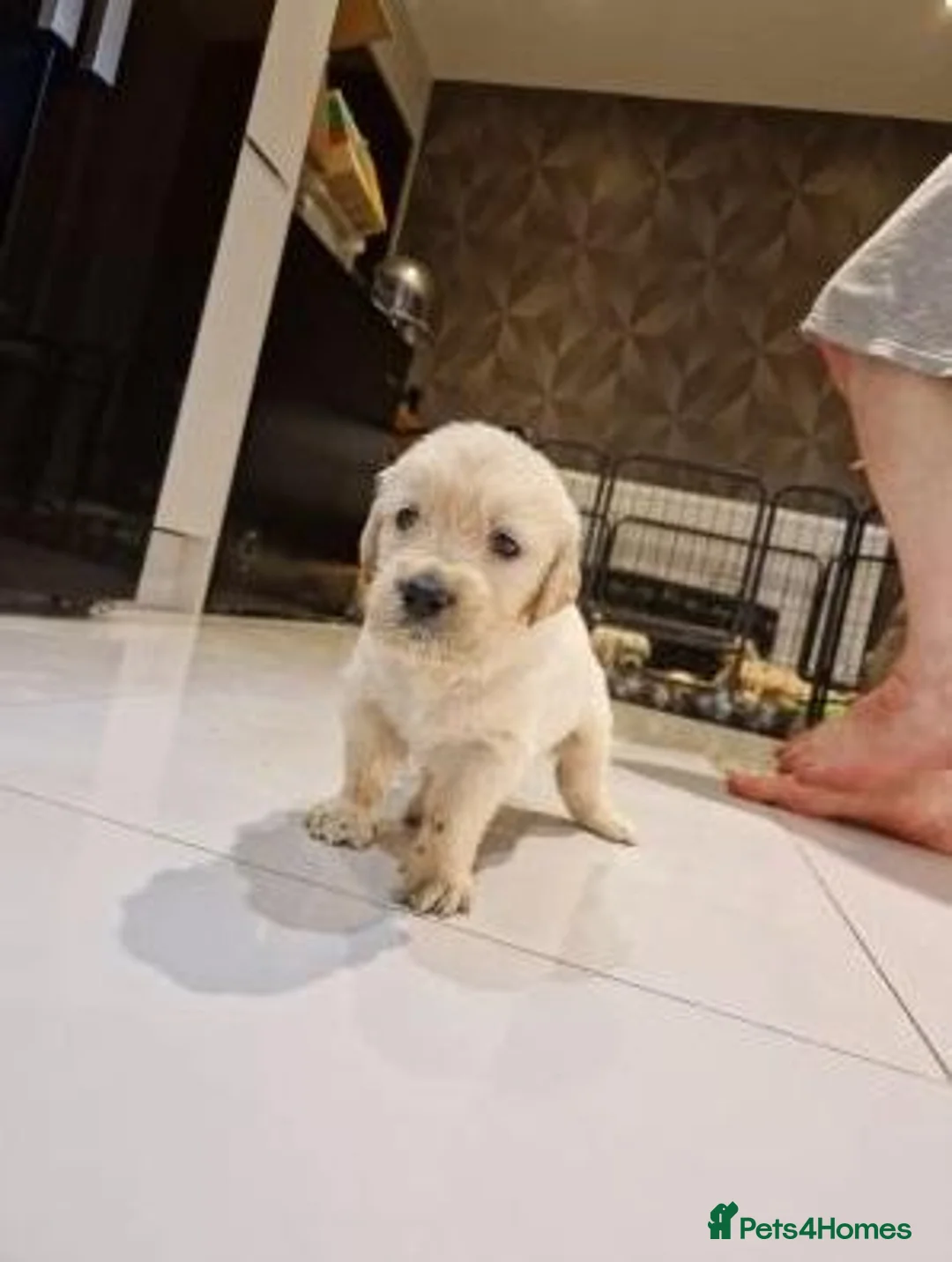 Golden Retriever dogs for sale:  Golden Retriever Puppies  in Leeds - Advert 5