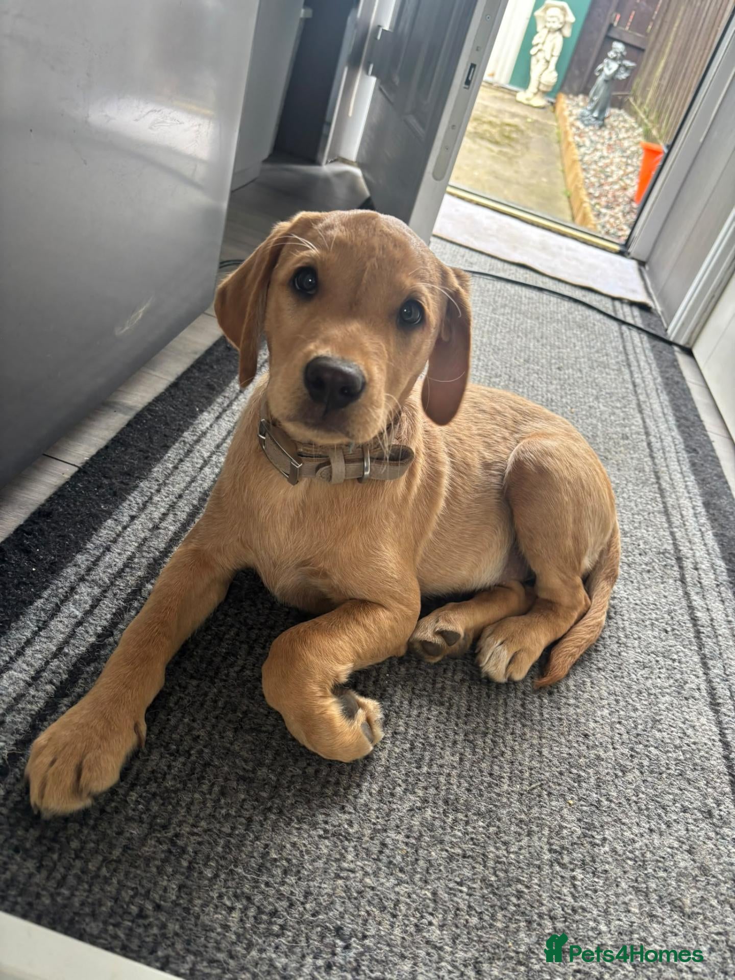 Labrador Retriever dogs for sale: Labrador puppy - Advert 8