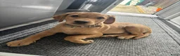 Labrador Retriever dogs for sale: Labrador puppy - Advert 1