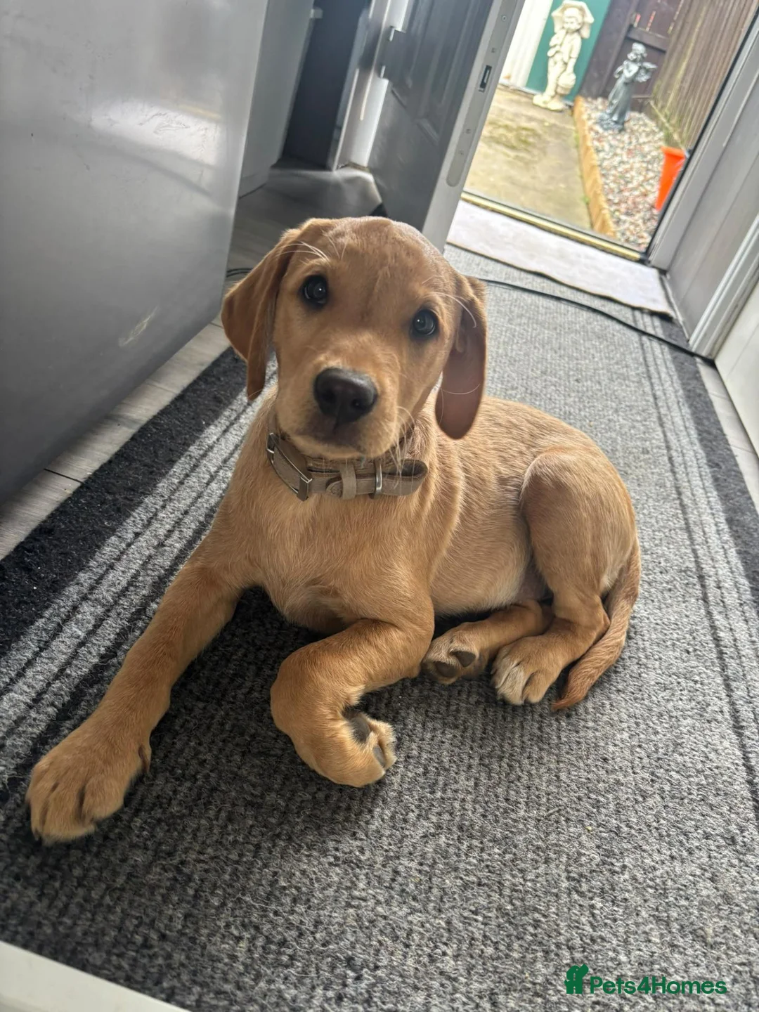 Labrador Retriever dogs for sale: Labrador puppy - Advert 1