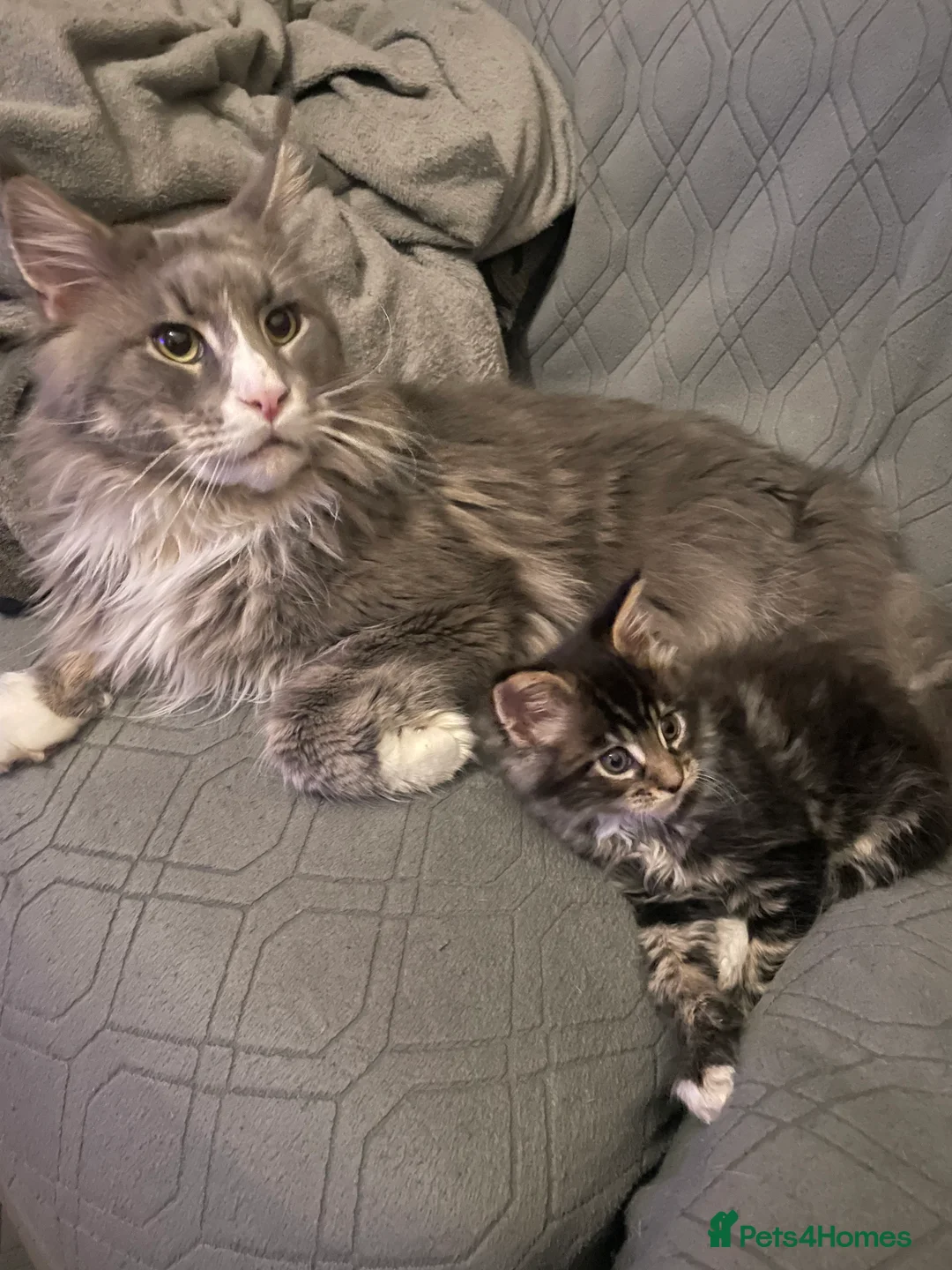 Maine Coon cats for sale: Maine coon kittens for sale ready now - Advert 7