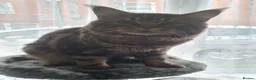 Maine Coon cats for stud: DENVER offered for stud services in Southampton - Advert 3
