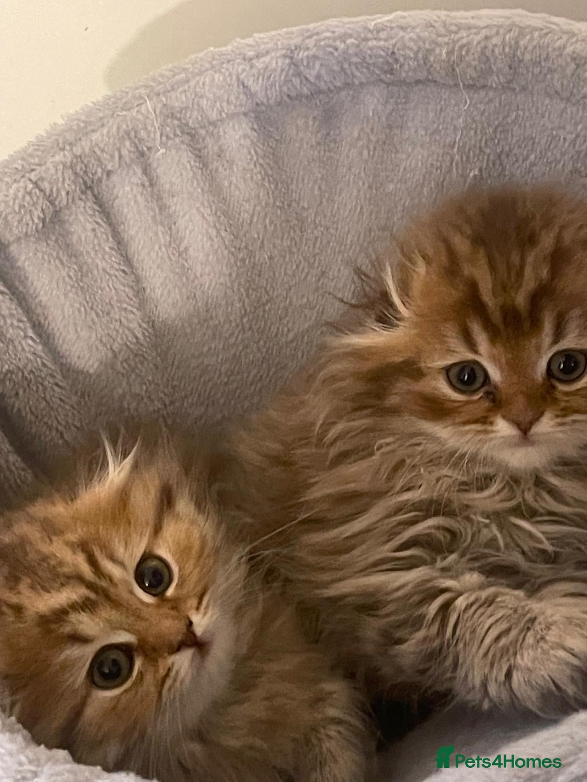 British Longhair cats 5 gorgeous baby mixed breed kittens  - Advert 11