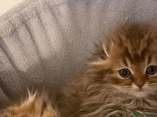 British Longhair cats 5 gorgeous baby mixed breed kittens - Advert 1