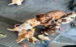 Cocker Spaniel dogs for sale: Cocker pups  - Image 2