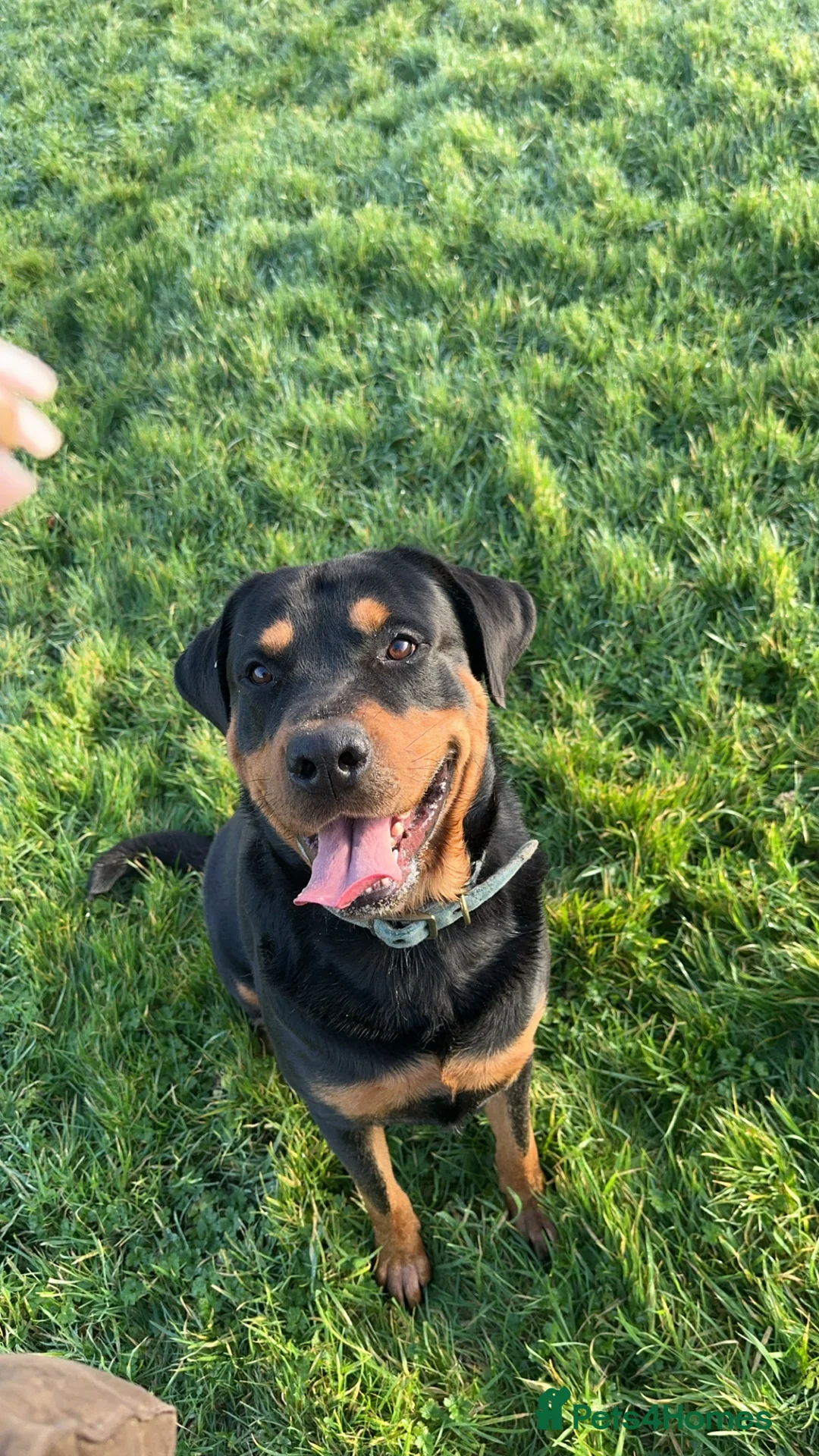 Rottweiler dogs for stud: Beautiful Rottweiler for stud  - Advert 4