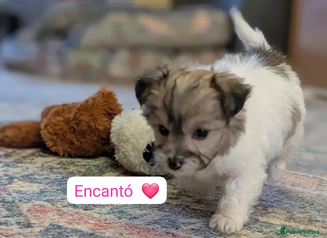 Chipoo dogs for sale: Chipoo Puppies - Advert 2